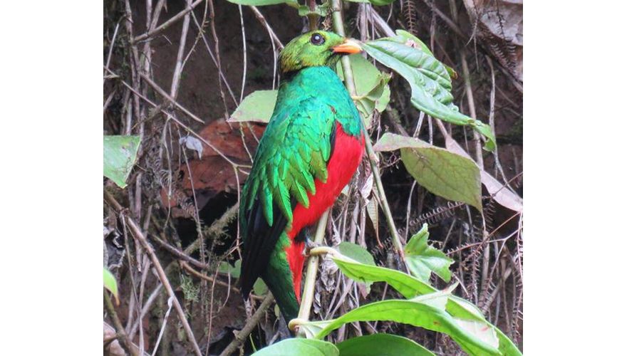 Golden headed quetzal / Arjan Dwarshuis