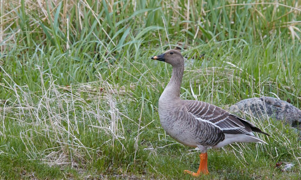 Toendrarietgans / Agami