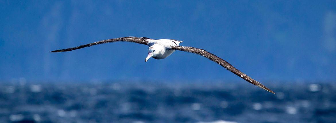 Tristanalbatros / Otto Plantema