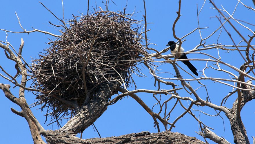 Ekster nest / Shutterstock