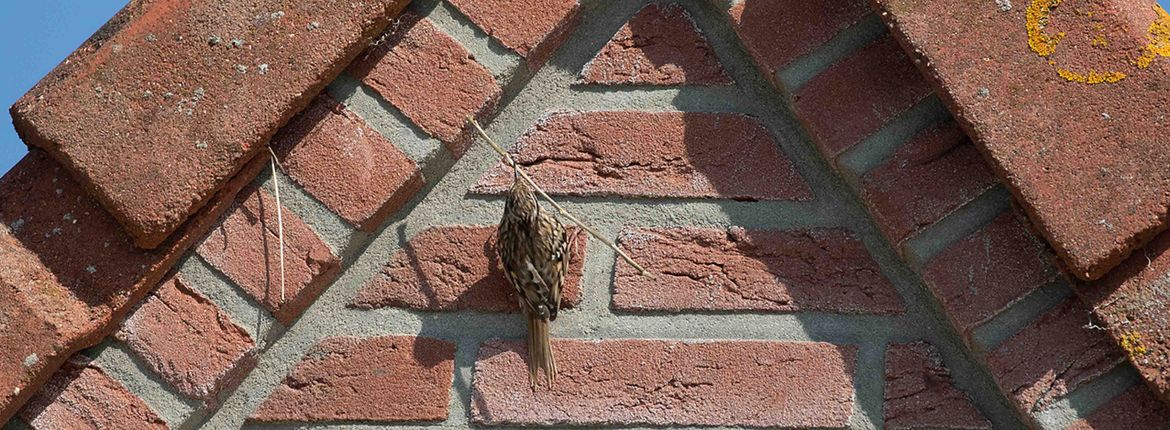 Boomkruiper sleept nestmateriaal aan / Jouke Altenburg