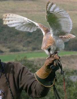 Kerkuil vogelshow / Hans Peeters