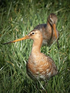 Onze mooie nationale vogel...