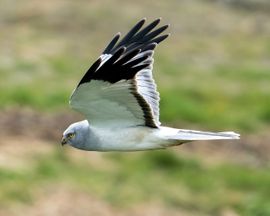 Fly-by van de Blauwe kiekendief