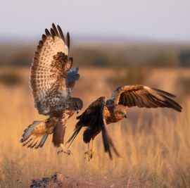 Buizerd vs. Kiekendief