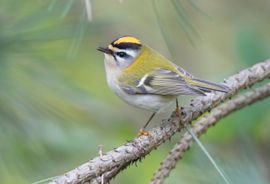 juweeltje van een vogelsoort; de vuurgoudhaan