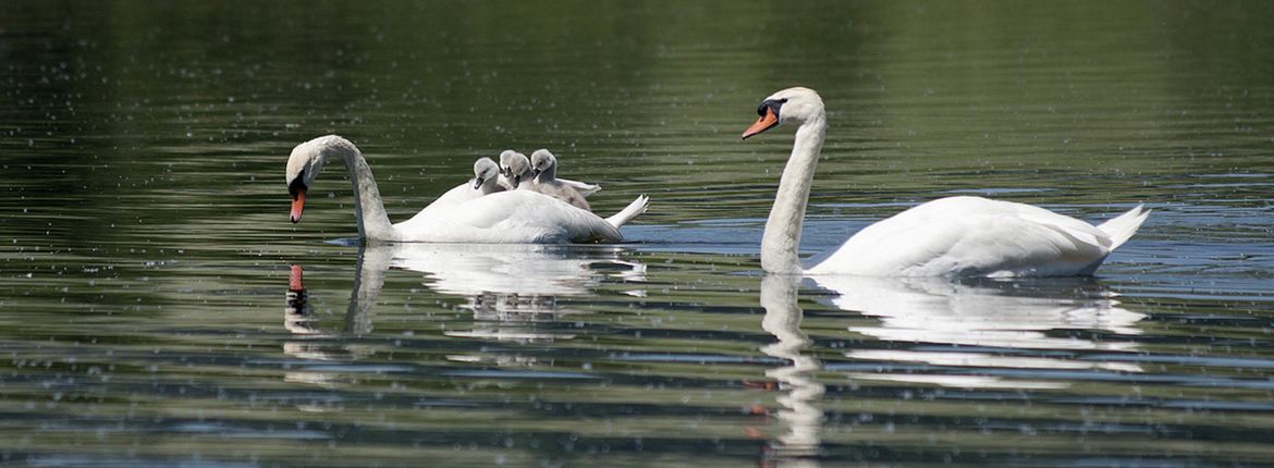 Knobbelzwanen met jongen / Shutterstock