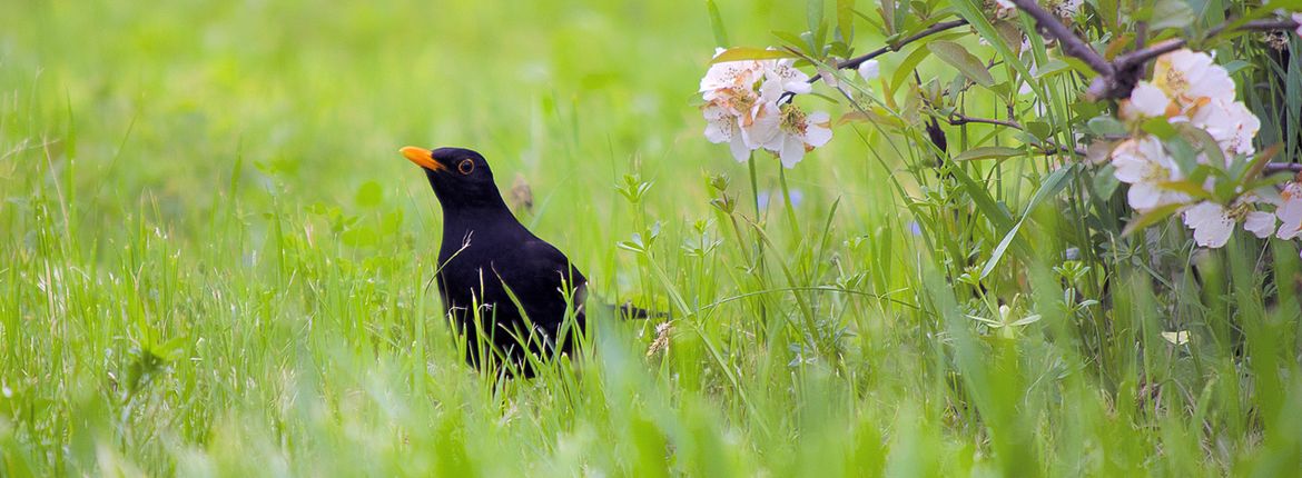 Merel / Shutterstock