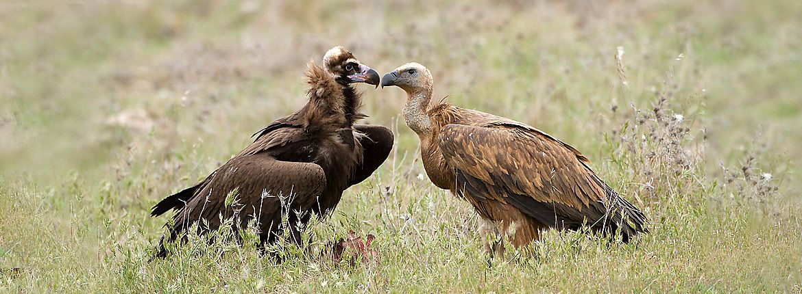 Monniksgier en vale gier / Birdphoto