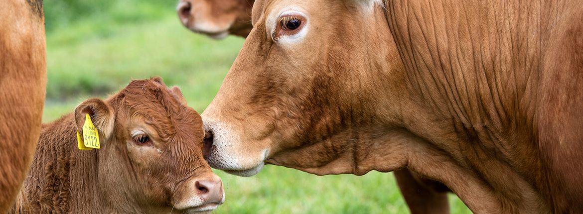 Koeien van Lenno en Marielle Hoogerbrugge / Fred van Diem