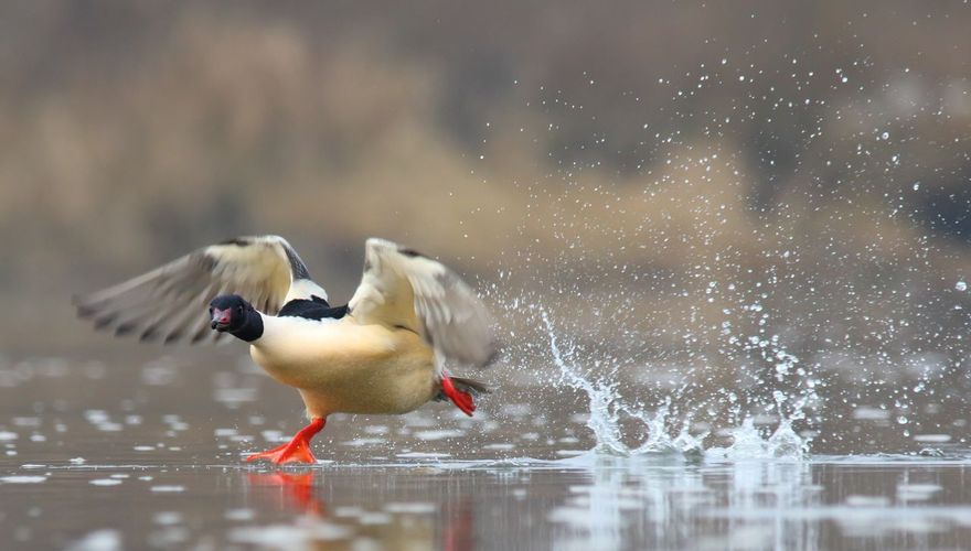 Grote zaagbek / Shutterstock