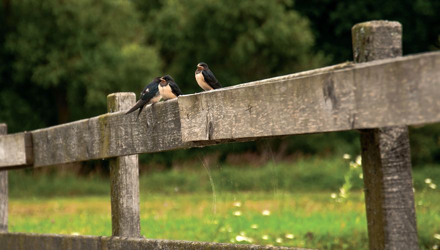 Boerenzwaluw / Shutterstock