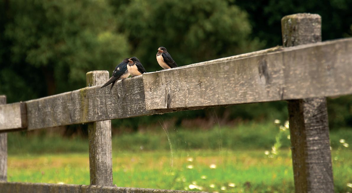 Boerenzwaluw / Shutterstock