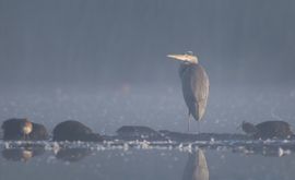 Blauwe reiger in het blauwe uur.