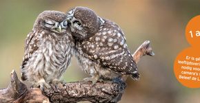 Steenuil / Shutterstock