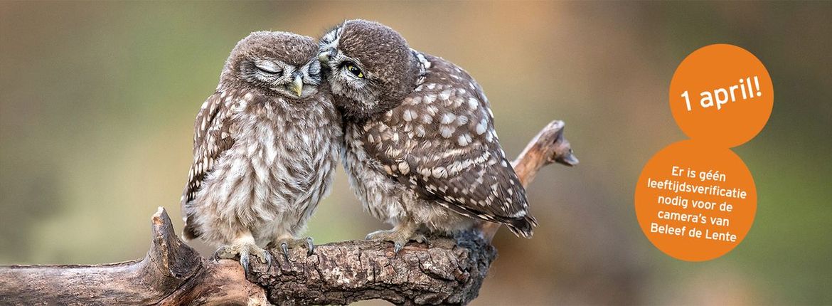 Steenuil / Shutterstock