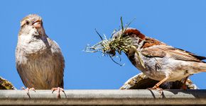 Huismussen / Shutterstock