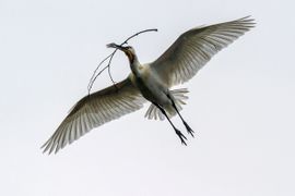 Nestmateriaal verzamelen