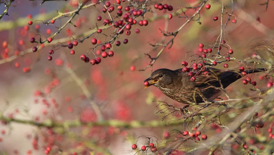 Merel / Robert Benjamins, Fotogalerij