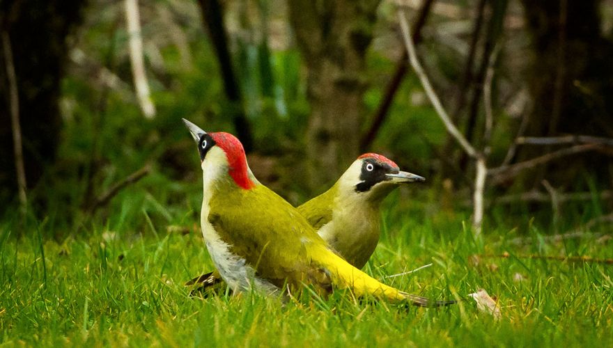 specht | Vogelbescherming