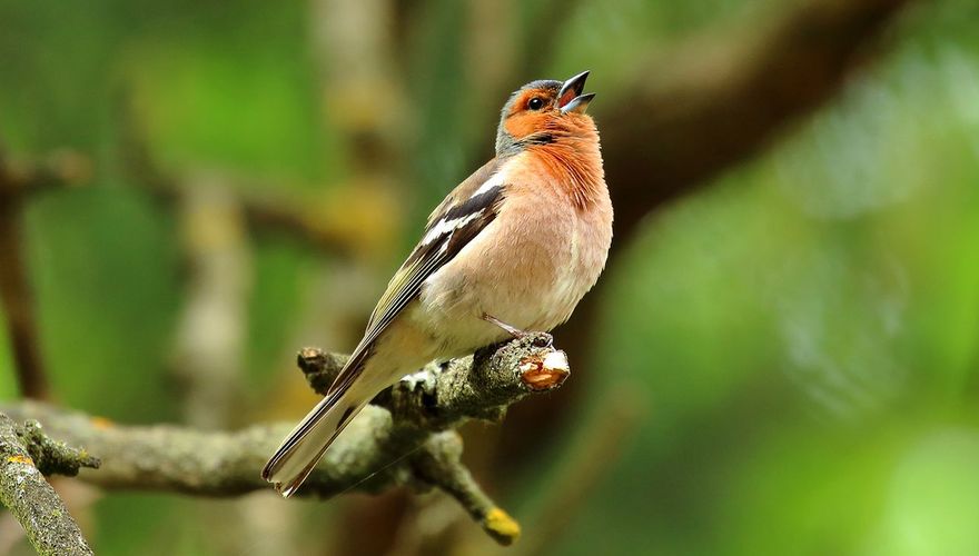 Vink / Shutterstock