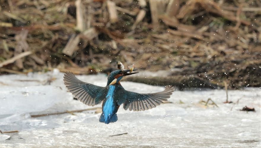 IJsvogel / Hille de Bruin SC