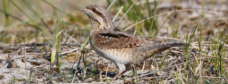 Texel in het najaar – vroege vogeltrek