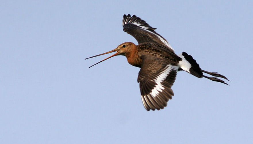 Grutto / Birdphoto