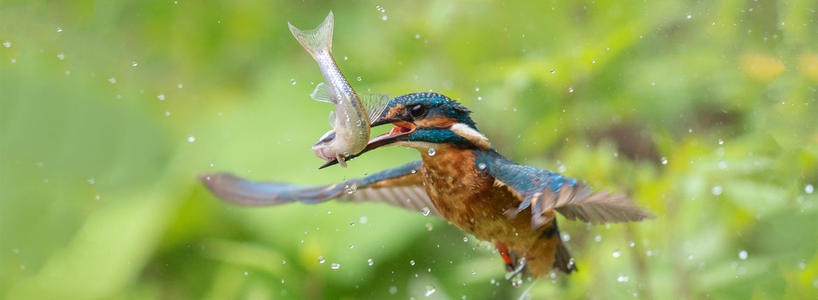 IJsvogel / Hans Stoel