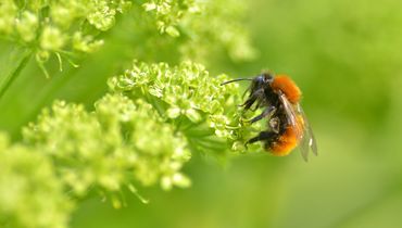 Vos hommel / Hans Peeters