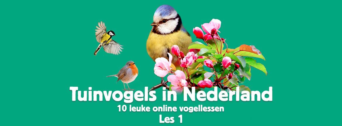 Header Tuinvogels in Nederland