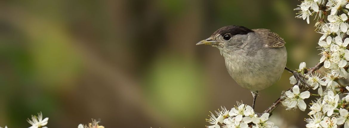 Zwartkop meidoorn / Shutterstock