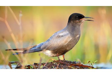 Zwarte stern / Shutterstock