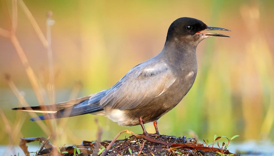 Zwarte stern / Shutterstock