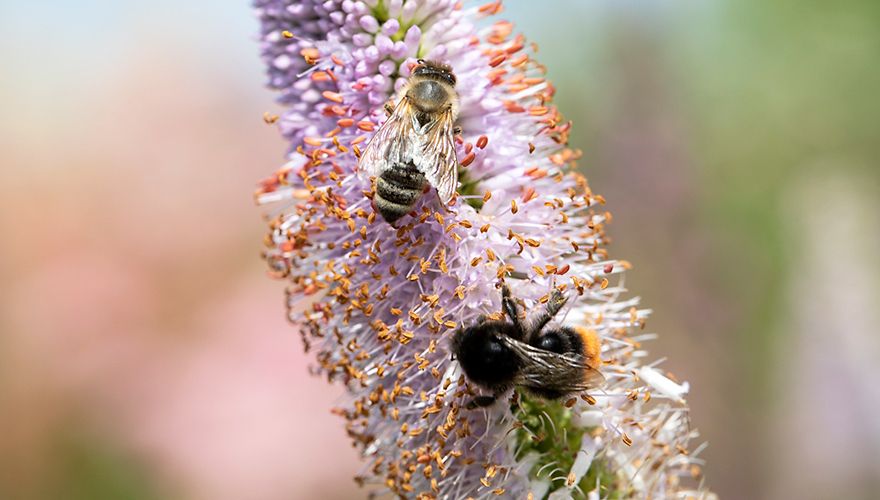 Hommel op bloem / Fred van Diem