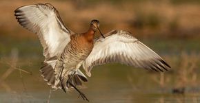 Grutto / Milena Huender, Fotogalerij