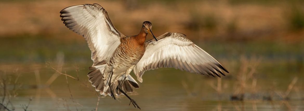Grutto / Milena Huender, Fotogalerij