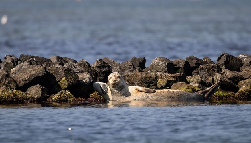 Zeehonderexcursie Brouwersdam