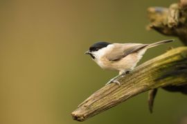 Glanskop een echte bosvogel.