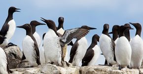 Zeekoeten op Farne Islands