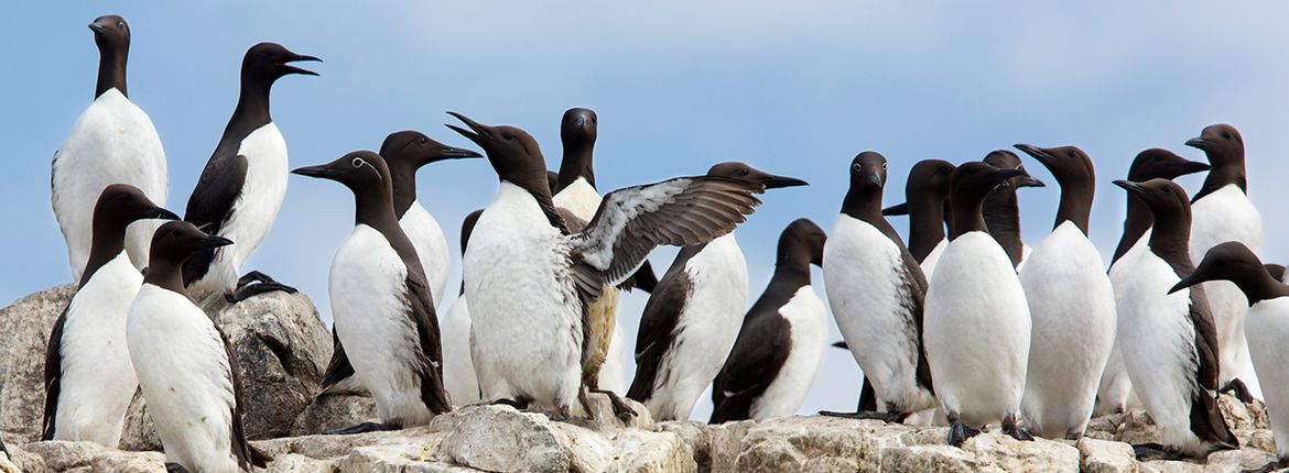 Zeekoeten op Farne Islands