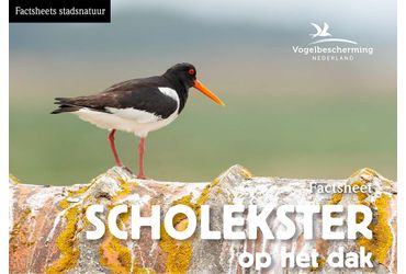 Factsheets stadsvogels Scholekster