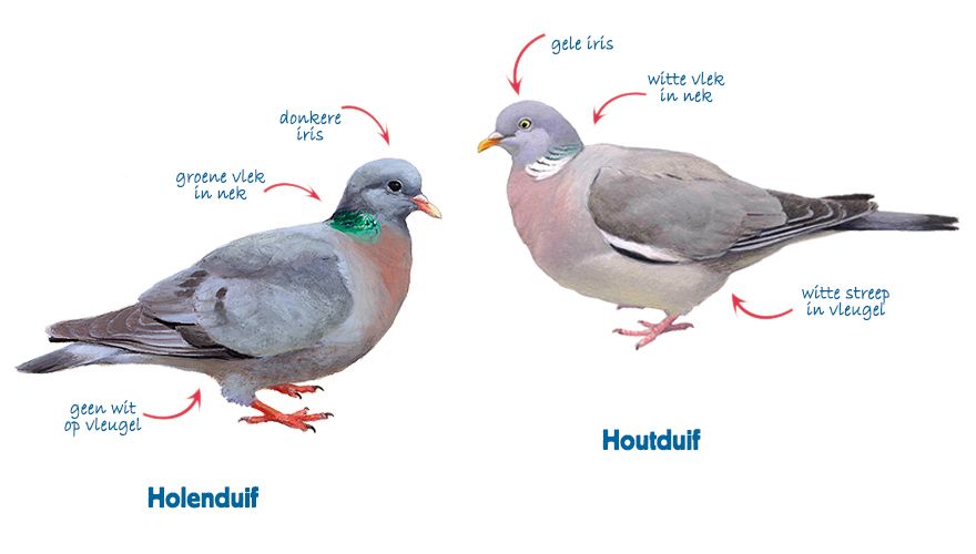 Infographic holenduif en houtduif