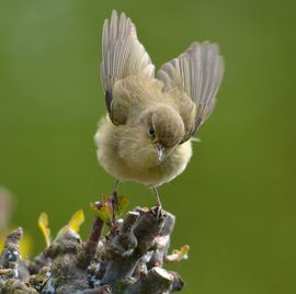 Ready for take off...