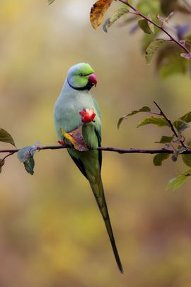 Halsbandparkiet geniet van een appeltje