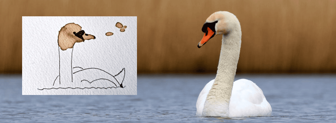 Knobbelzwaan/ Micha Berlijn-Vogelfotogalerij