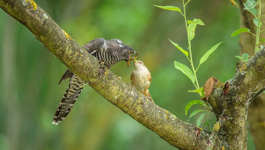 Koekoek en kleine karekiet / Shutterstock