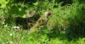 Groene specht / Marga Penterman, Tuinvogelconsulent