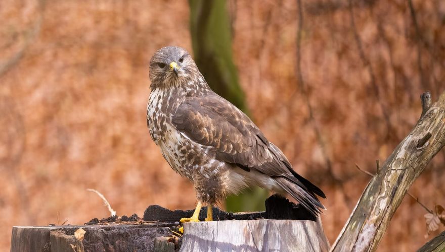 Buizerd / Shutterstock