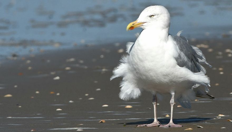 Zilvermeeuw / Nancy Folten, Fotogalerij